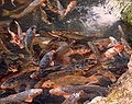 Koi in Japan