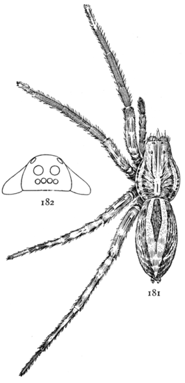 Schizocosa communis