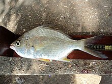 Irish mojarra, a fish, on the ground