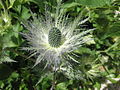 Eryngium alpinum