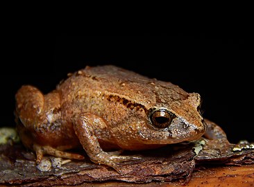 Geobatrachus walkeri (Q2210063)