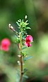 Indigofera aspalathoides.