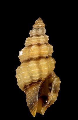 Lienardia cincta