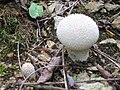 Lycoperdon pratense