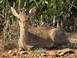 Günthers dikdik