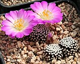 Mammillaria luethyi