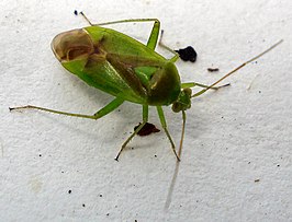 Neolygus viridis