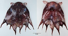 Opisthoteuthis chathamensis