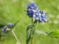 Flower close-up