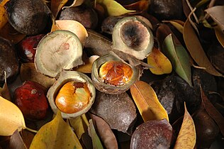 A. pauciflorum seeds