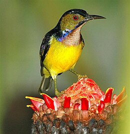 Barnatorkú nektármadár (Anthreptes malacensis)