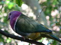 Pink-headed Fruit Dove (Ptilinopus porphyreus)