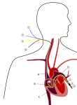 Nova imagem SVG