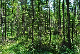 Conifer swamp at Rice Creek