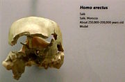 Salé skull, Homo rhodesiensis (0.4 Ma)