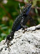 Western fence lizard