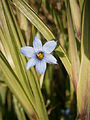 Sisyrinchium angustifolium close-up