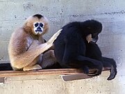 Black gibbon and brown gibbon