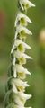 Herfstschroeforchis (Spiranthes spiralis)