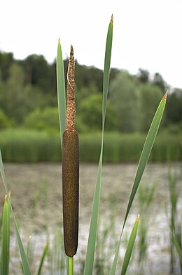 Széleslevelű gyékény (Typha latifolia)