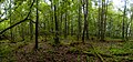 Üppige Baumvegetation auf Upalten