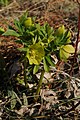 Ο ελλέβορος ο εύοσμος (Helleborus odorus subsp. cyclophyllus), Χορτιάτης