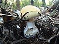 !! Amanita gemmata !!