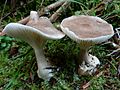 !Clitocybe clavipes sin. Ampulloclitocybe clavipes!