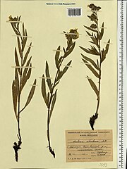 Herbarium exemplaren