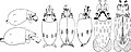 Chtenopteryx sicula paralarvae. Left: Two very young paralarvae. The circular tentacular clubs bear approximately 20 irregularly arranged suckers. Two chromatophores are present on each side of the mantle. Centre: Ventral, dorsal and side views of a more advanced paralarva. An equatorial circulet of seven large yellow-brown chromatophores is present on the mantle. Posteriorly the expanded vanes of the gladius are visible in the dorsal view. Right: Ventral and dorsal views of a very advanced paralarva.