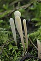 Clavaria krieglsteineri