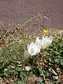 Colchicum speciosum 'Album'