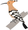 Common Hoopoe