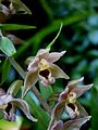 Epipactis helleborine close-up