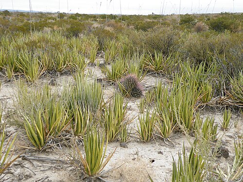 Plant growing in habitat north of Piedra Blanca with Agave lechuguilla