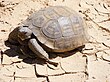 Kalifornische Gopherschildkröte