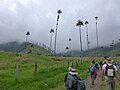 Valle de Cocora, Quindío, Colombia. IPS Biennial 2018.