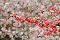 Ume blossoms