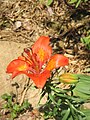 Lilium bulbiferum var. bulbiferum flower