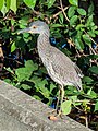 Yellow-crowned night heron at Magens