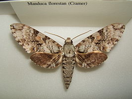 Manduca florestan