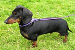 Smooth-haired miniature Dachshund