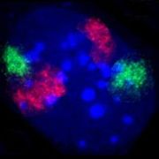 Zellkern eines Fibroblasten der Maus. Durch Fluoreszenz-in-situ-Hybridisierung wurden die Territorien der Chromosomen 2 (rot) und 9 (grün) angefärbt. DNA-Gegenfärbung in Blau. (Hier ist eine Tafel mit weiteren Beispielen auch aus anderen Zelltypen der Maus zu finden.)