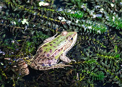 Wasserfrosch (Grünfrosch), Pelophylax agr.