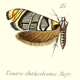 Ussara chalcodesma