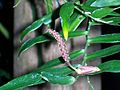 Pothos longipipes.