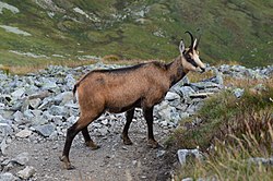 Kozica tatrzańska na stoku Starorobociańskiego Wierchu