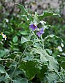 Solanum insanum