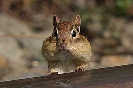 Tupai Tanah Timur (Tamias striatus) dengan mulutnya yang dipenuhi dengan makanan di Kawasan Hidupan Liar Cap Tourmente, Quebec