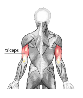 plaats van de triceps